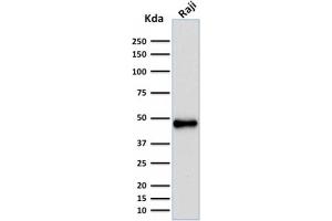 Western Blot Analysis of human Raji cell lysate using PAX5 Mouse Recombinant Monoclonal Antibody (rPAX5/2060). (Rekombinanter PAX5 Antikörper)