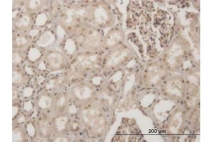 Immunoperoxidase of monoclonal antibody to GSC on formalin-fixed paraffin-embedded human kidney. (GSC Antikörper  (AA 78-186))