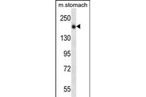 UNC13B Antibody (N-term) (ABIN657040 and ABIN2846211) western blot analysis in mouse stomach tissue lysates (35 μg/lane). (UNC13B Antikörper  (N-Term))