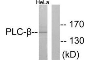 Western blot analysis of extracts from HeLa cells, treated with PMA 125ng/ml 30', using PLCB3 (Ab-1105) Antibody. (PLCB3 Antikörper  (AA 1071-1120))