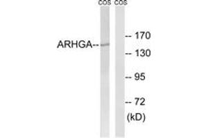 Western blot analysis of extracts from COS7 cells, using ARHGEF10 Antibody.