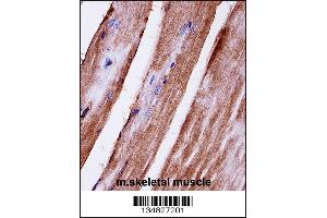 Mouse Mapk3 Antibody immunohistochemistry analysis in formalin fixed and paraffin embedded mouse skeletal muscle followed by peroxidase conjugation of the secondary antibody and DAB staining.