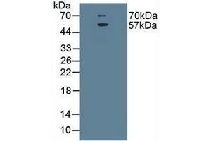 Figure. (SLC1A1 Antikörper  (AA 115-209))