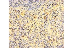 Immunohistochemistry of paraffin-embedded human tonsil tissue using ABIN7153835 at dilution of 1:100 (GCET2 Antikörper  (AA 1-178))