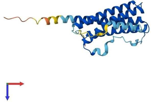 Cardiotrophin 1 Protein (CTF1) (AA 1-203) (His tag)