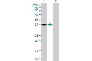Western Blot analysis of WDSUB1 expression in transfected 293T cell line by WDSUB1 MaxPab polyclonal antibody. (WDSUB1 Antikörper  (AA 1-384))