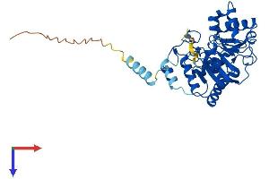 ST8SIA1 Protein (AA 1-355) (His tag)