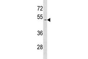 SMAD1 antibody western blot analysis in HeLa lysate.