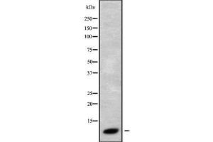 Western blot analysis GNG3 using HT29 whole cell lysates (GNG3 Antikörper  (N-Term))