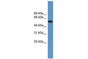 WB Suggested Anti-ALDH9A1 Antibody Titration: 0.