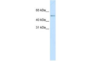 WB Suggested Anti-MYC Antibody Titration:  0. (c-MYC Antikörper  (C-Term))