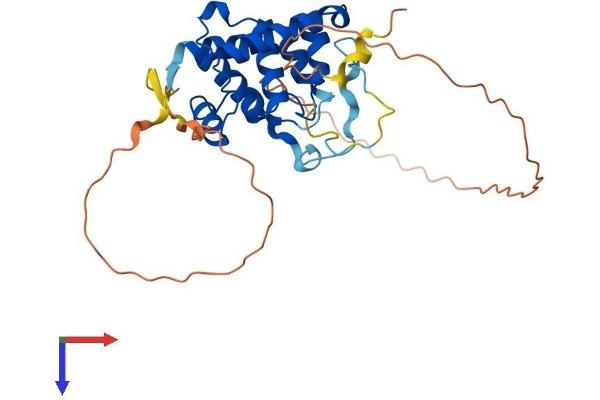 SPDYA Protein (AA 1-313) (His tag)