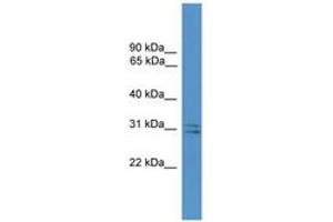 Image no. 1 for anti-Synaptosomal-Associated Protein, 29kDa (SNAP29) (AA 141-190) antibody (ABIN6746603) (SNAP29 Antikörper  (AA 141-190))