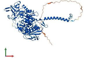 AlphaFold protein structure predicition of Mouse Recombinant Slc3a1 Protein, UniprotID Q91WV7