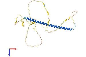 FOSL1 Protein (AA 1-271) (His tag)