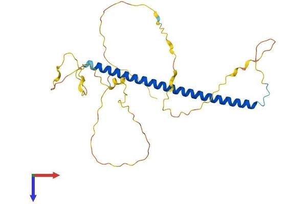 FOSL1 Protein (AA 1-271) (His tag)