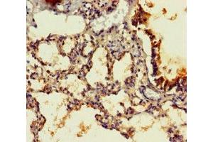 Immunohistochemistry of paraffin-embedded human lung tissue using ABIN7165919 at dilution of 1:100
