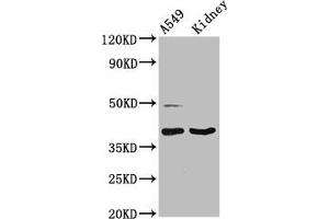 LGALS12 Antikörper  (AA 1-336)