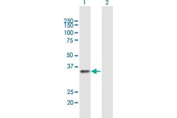 RFXAP antibody  (AA 1-272)