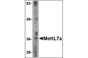 Western blot analysis of MettL7A in A-20 cell lysate with this product at 2 μg/ml. (METTL7A Antikörper  (C-Term))
