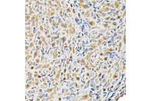 Immunohistochemistry of paraffin-embedded rat ovary using RBBP9 Rabbit pAb (ABIN6129095, ABIN6146752, ABIN6146753 and ABIN6220638) at dilution of 1:200 (40x lens). (RBBP9 Antikörper  (AA 1-186))