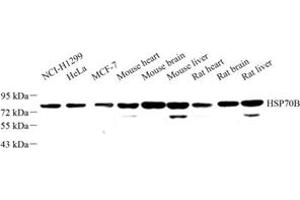 Western blot analysis of HSP70B (ABIN7074173) at dilution of 1: 500 (HSPA6 Antikörper)