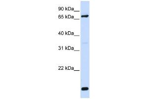 WB Suggested Anti-ACSL4 Antibody Titration: 0. (ACSL4 Antikörper  (N-Term))