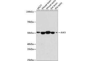 Western blot analysis of extracts of various cell lines, using JNK3 antibody (ABIN7268611) at 1:1000 dilution. (MAPK10 Antikörper)
