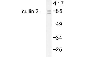 Image no. 1 for anti-Cullin 2 (CUL2) antibody (ABIN265376) (Cullin 2 Antikörper)