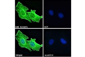 ABIN238644 Immunofluorescence analysis of paraformaldehyde fixed U251 cells, permeabilized with 0. (HRNR Antikörper  (Internal Region))