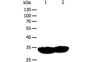 Western Blot analysis of Mouse heart and muscle tissue using TPM1 Polyclonal Antibody at dilution of 1:400 (Tropomyosin Antikörper)