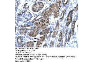 Human kidney (SNAPC2 Antikörper  (Middle Region))