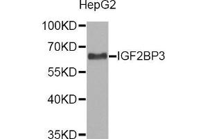 Western blot analysis of extracts of HepG2 cell line, using IGF2BP3 antibody. (IGF2BP3 Antikörper  (AA 300-579))