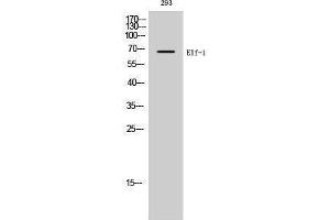 Western Blotting (WB) image for anti-Elongation Factor 1 Homolog (ELOF1) (C-Term) antibody (ABIN3174918) (ELOF1 Antikörper  (C-Term))
