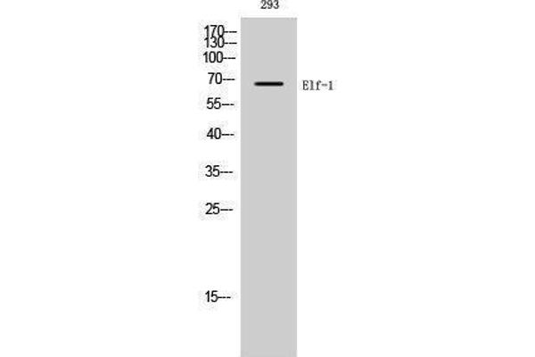 ELOF1 Antikörper  (C-Term)