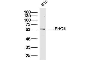 Image no. 1 for anti-SHC (Src Homology 2 Domain Containing) Family, Member 4 (SHC4) (AA 451-550) antibody (ABIN5675630)