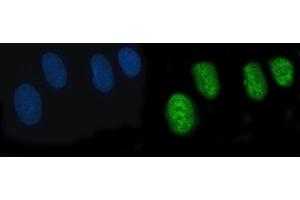 IF analysis of POGLUT3 using anti-POGLUT3 antibody (ABIN7825696). (POGLUT3 (AA 48-499) Antikörper)