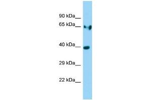WB Suggested Anti-Ldha Antibody Titration: 1. (Lactate Dehydrogenase A Antikörper  (Middle Region))