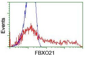 Image no. 11 for anti-F-Box Protein 21 (FBXO21) antibody (ABIN1498231) (FBXO21 Antikörper)