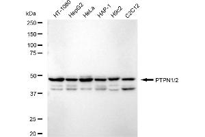 Western blotting analysis using PTPN1/2 antibody (ABIN7800964). (Rekombinanter PTPN1/PTPN2 Antikörper)