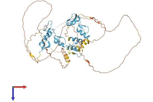 PLAG1 Protein (AA 1-499) (His tag)