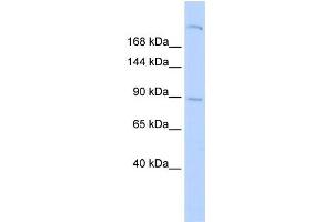 Western Blotting (WB) image for anti-Shroom Family Member 2 (SHROOM2) antibody (ABIN2458127)