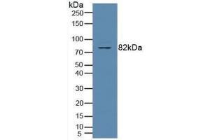 Western blot analysis of Human Jurkat Cells. (PKC theta Antikörper  (AA 380-634))