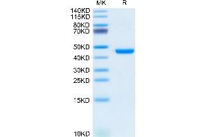 KLRG1 Protein (AA 57-188) (Fc Tag)