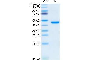 Mouse KLRG1 on Tris-Bis PAGE under reduced condition. (KLRG1 Protein (AA 57-188) (Fc Tag))