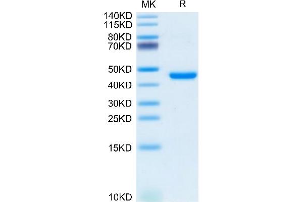 KLRG1 Protein (AA 57-188) (Fc Tag)