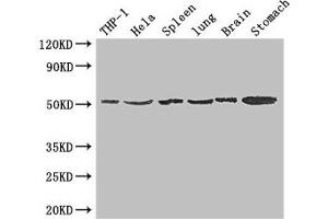 Western Blot Positive WB detected in: THP-1 whole cell lysate, Hela whole cell lysate, Mouse spleen tissue, Mouse lung tissue, Mouse brain tissue, Mouse stomach tissue All lanes: MSR1 antibody at 1. (Macrophage Scavenger Receptor 1 Antikörper  (AA 271-446))