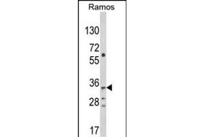 Western blot analysis of C10orf27 Antibody (C-term) (ABIN652633 and ABIN2842423) in Ramos cell line lysates (35 μg/lane). (C10orf27 Antikörper  (C-Term))