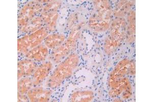 Figure. (JAK2 Antikörper  (AA 508-800))