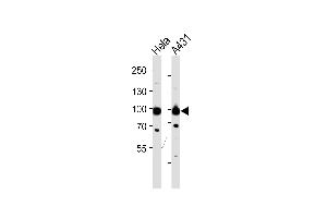Western blot analysis of lysates from Hela,A431 cell line (from left to right),using HSP90B Antibody (Ab-254) (ABIN482813 and ABIN1532199). (HSP90AB1 Antikörper)
